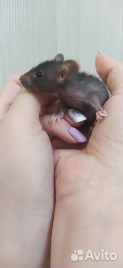 Крыса дамбо сфинкс