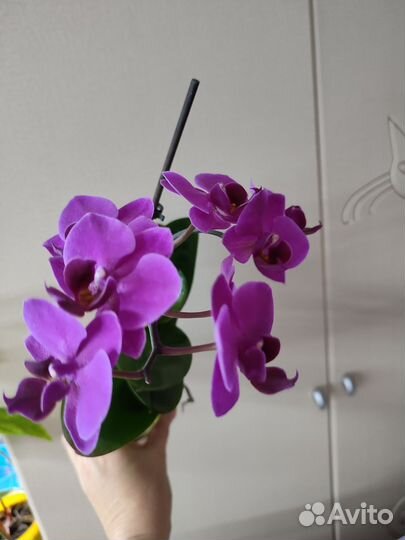 Орхидея фаленопсис Brazilian Fever