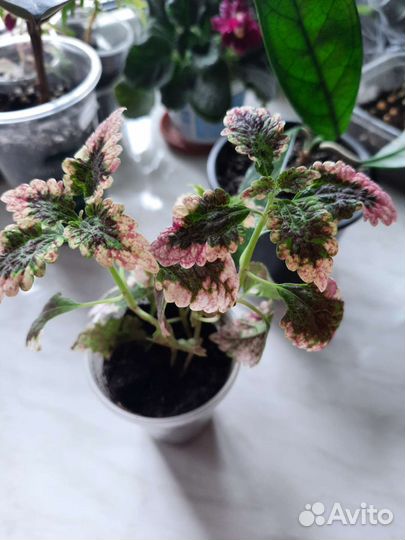 Колеусы (крапивка)