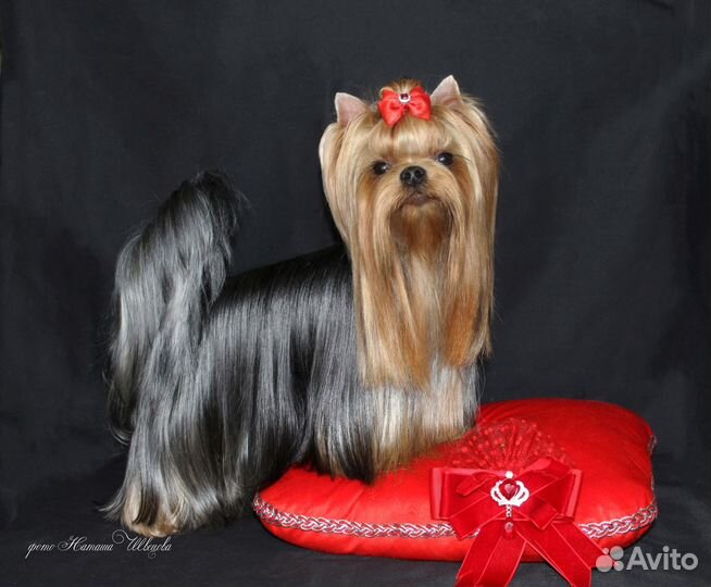 Йорк мальчик