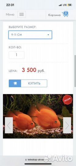 Рыба красный попугай цихлида