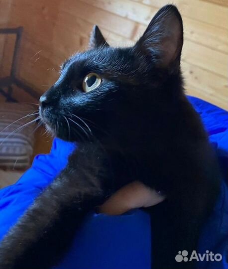 Коты подростки ищут дом