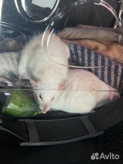 Передержка грузынов мелких мышек хомячка