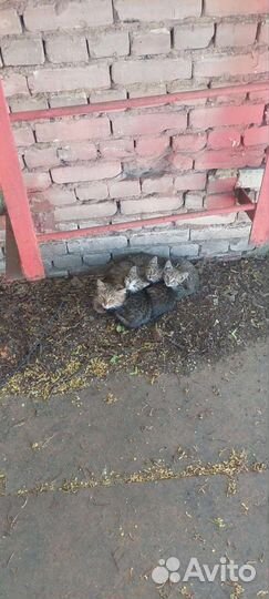 Котята в добрые руки бесплатно