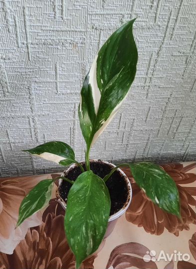 Спатифиллум вариегатный