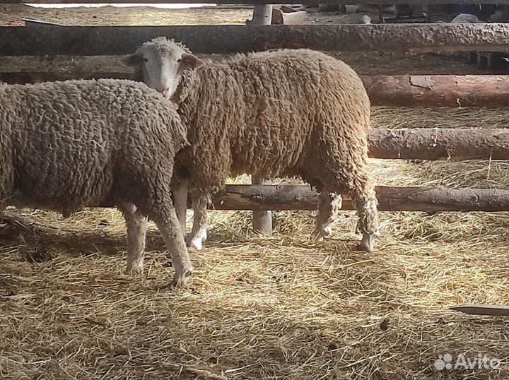 Бараны на племя