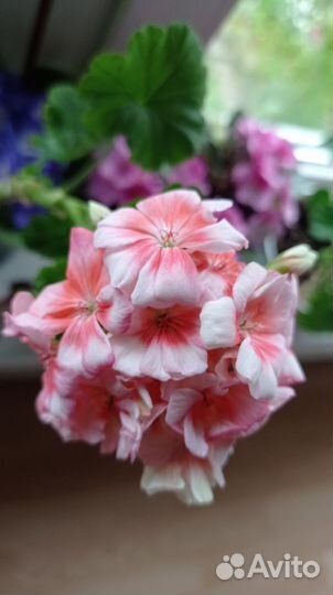 Пеларгония герань