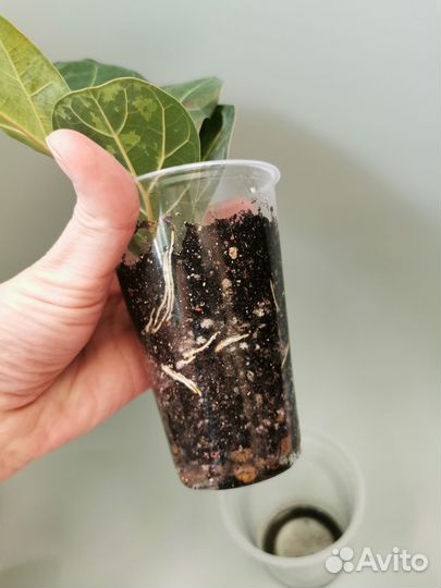 Фикусы сортовые Тинике, Бамбино