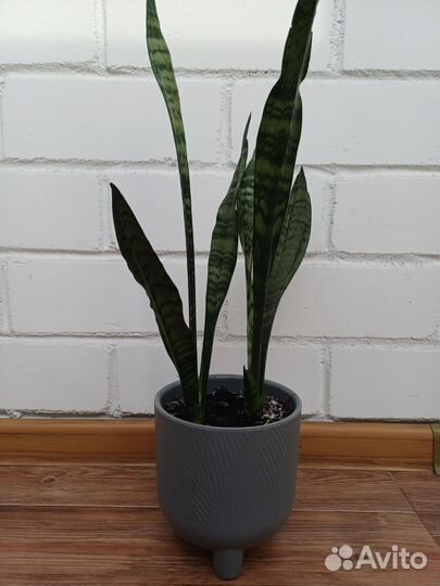 Сансевиерия щучий хвост