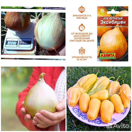 Рассада овощей и не только