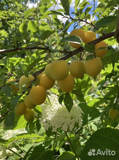 Черенки сливы и алычи для прививки