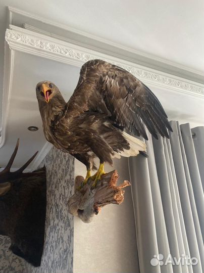 Чучело птицы