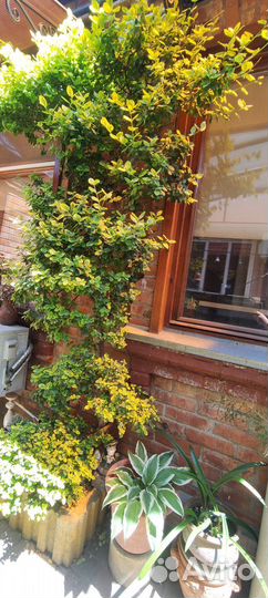 Бересклет форчуна