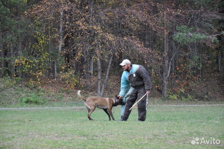 Дрессировка собак, Пермь