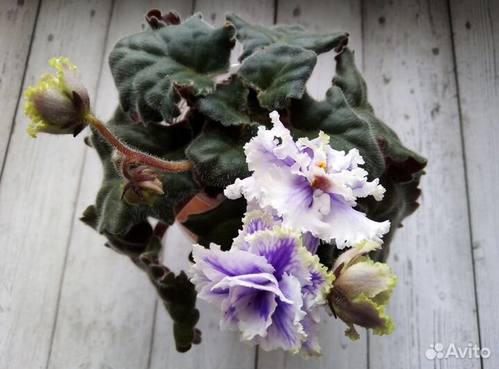 Детки и стартеры сортовых фиалок