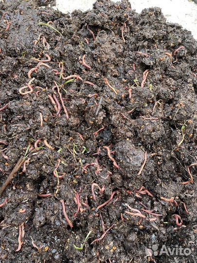 Черви для рыбалки на Волге