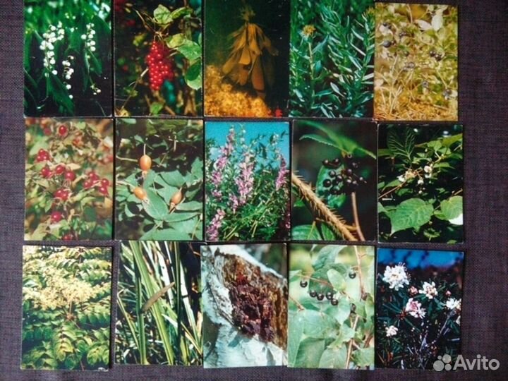 Открытки растений