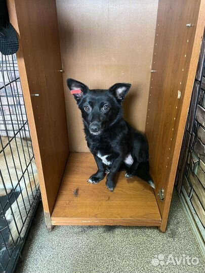 Маленькая собачка в добрые руки