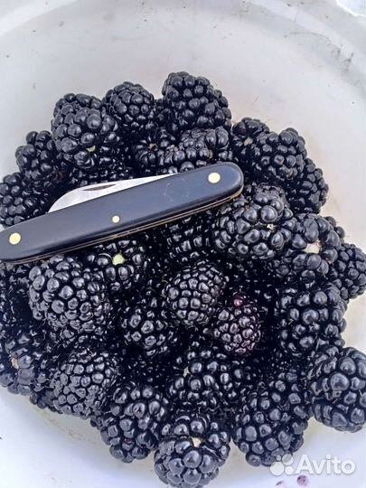 Ежемалина и ежевика и малина