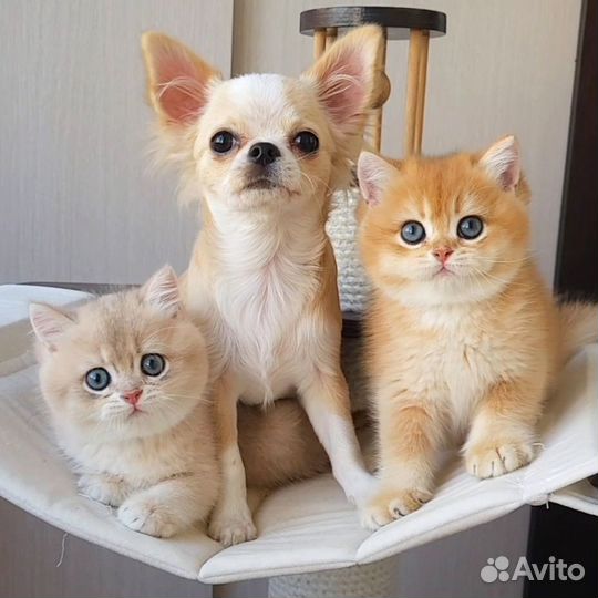 Элитные британские котята из питомника