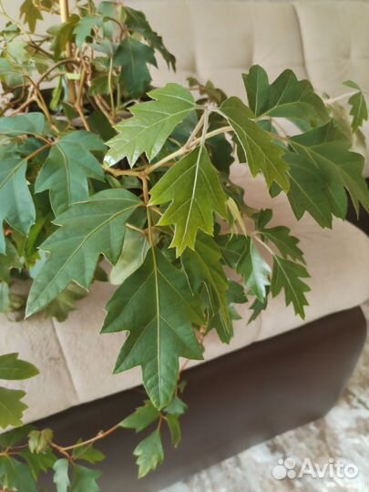 Циссус березка