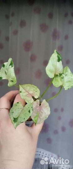 Сингониумы