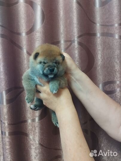 Сиба