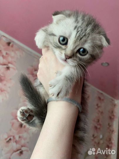 Шотландские вислоухие котята