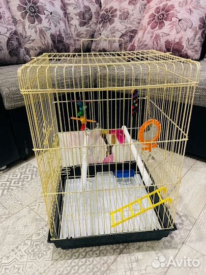 Клетка для среднего попугая