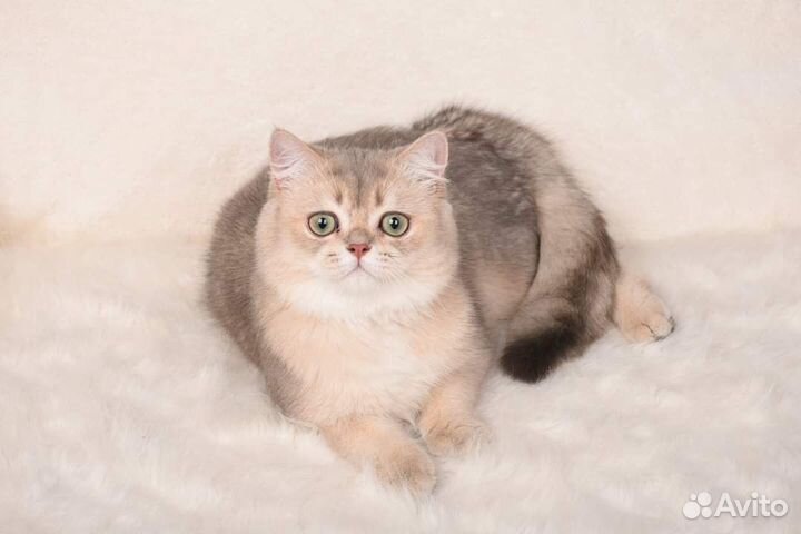 Британская кошка