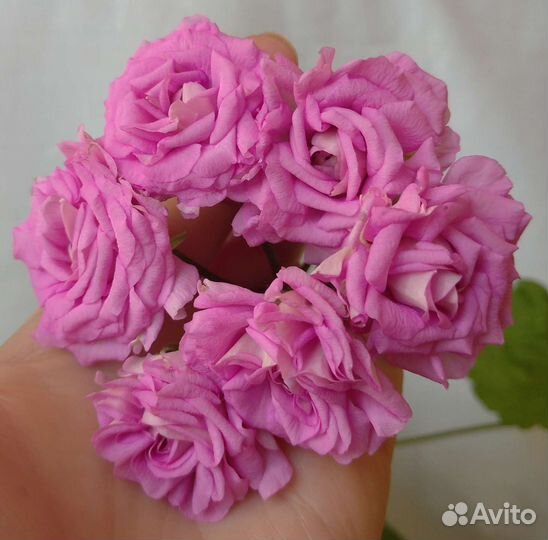 Пеларгония герань