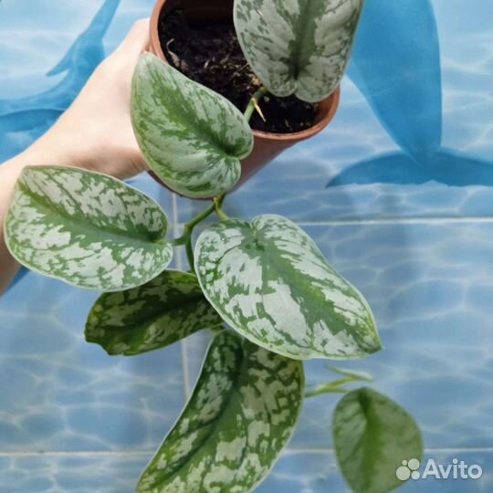 Эпипремнум