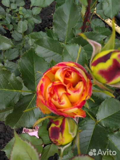 Саженцы роз