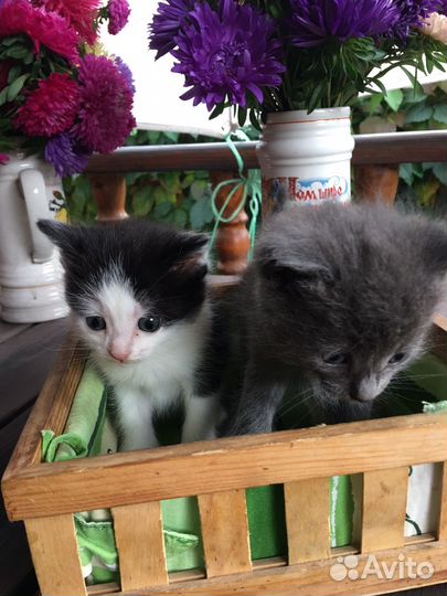 Котята