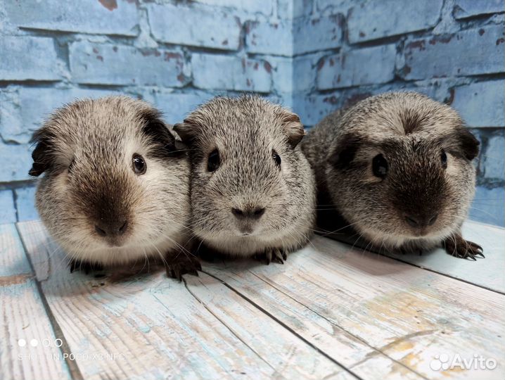 Морские свинки Серебряные агути