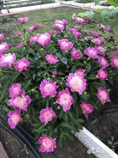 Пионы сортовые саженцы