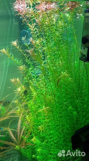 Аквариумные растения. Регулярная прополка