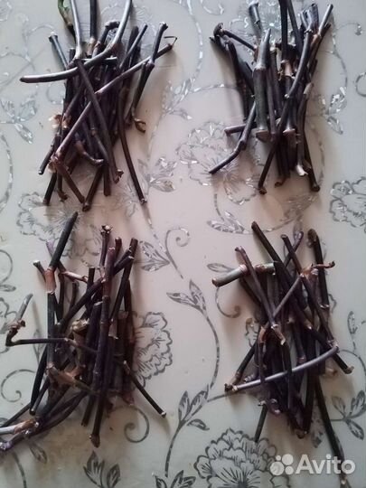 Золотой ус или кализия душистая или женьшень