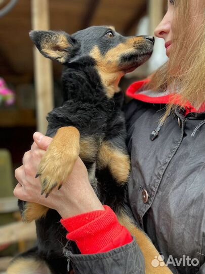 Отдаю собачку Клепу в добрые руки