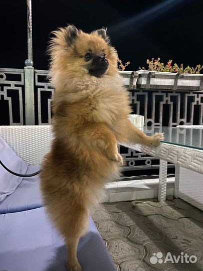 Померанский шпиц вязка кобель