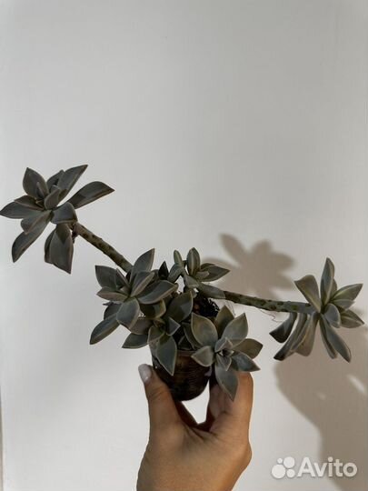 Граптопеталум