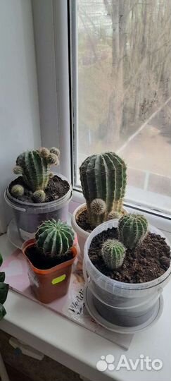 Кактус