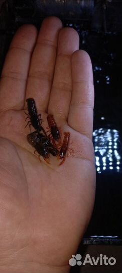 Карликовые аквариумные раки