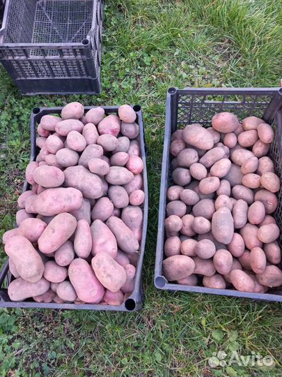 Семенной картофель(Сортовой)