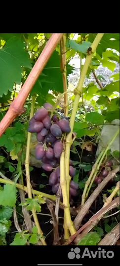 Все для сада и огорода