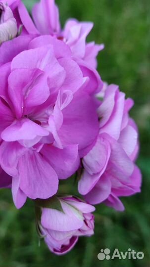 Пеларгония Сиреневый Рассвет