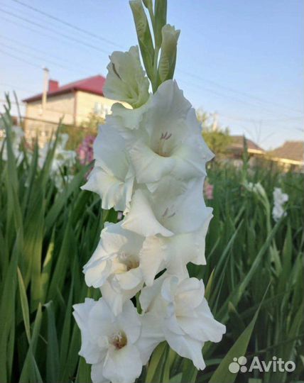 Продаю луковицы гладиолусов и клубни георгинов