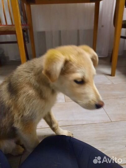 Собака в добрые руки щенок