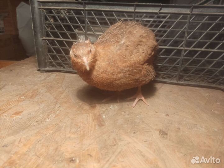 Перепела продажа