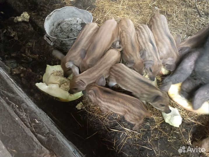 Венгерская мангалица